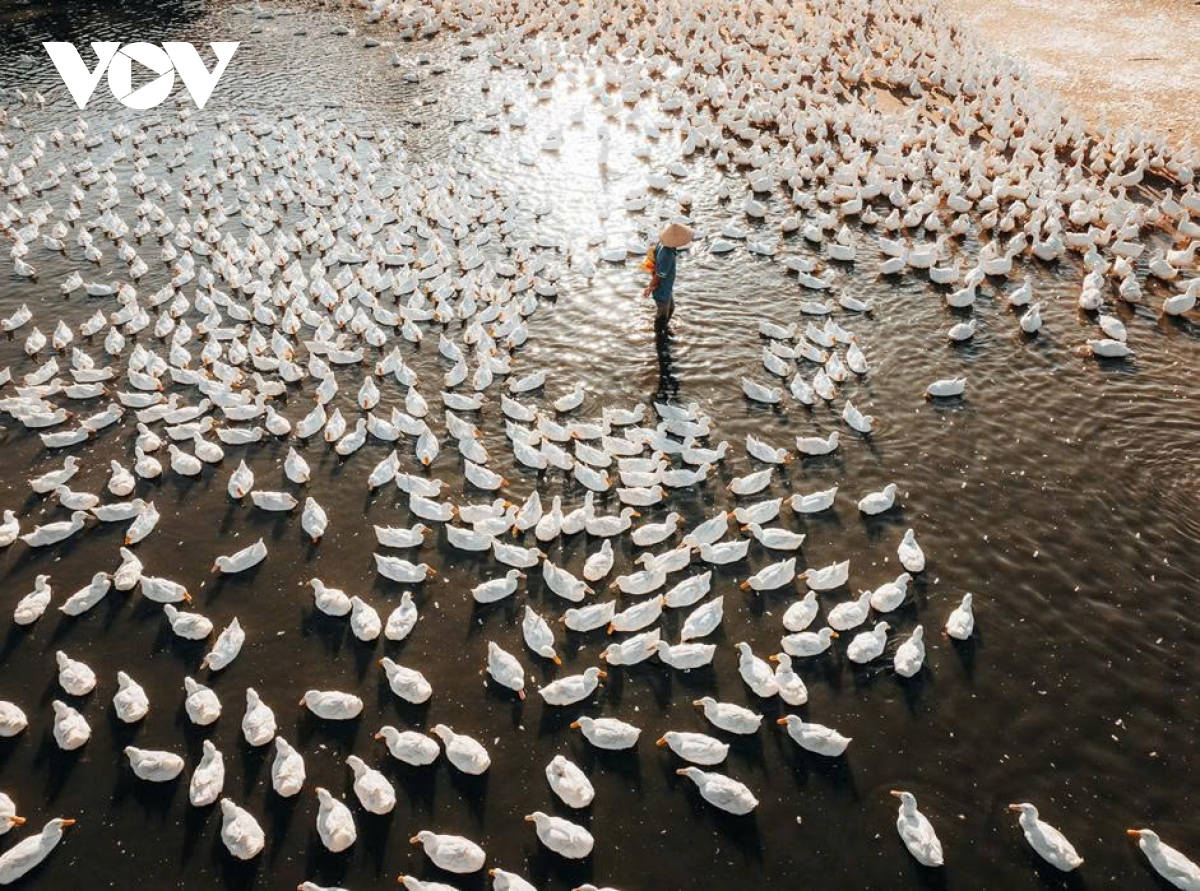 Dan vit dong trang nhu tuyet phu kin canh dong duoi chan nui ba Den hinh anh 9