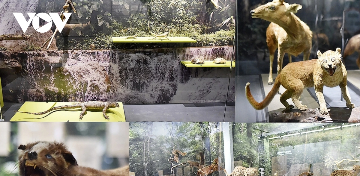 new check-in spots open for young visitors at hanoi museum from february 3 picture 3