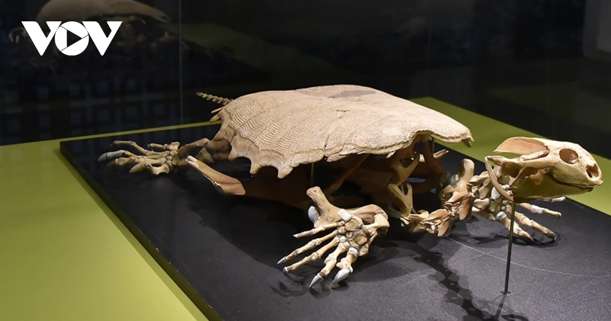 new check-in spots open for young visitors at hanoi museum from february 3 picture 4