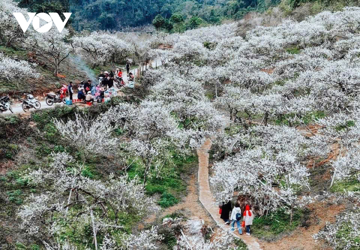 Les fleurs blanches du houx chinois affichent leur couleur blanche pure, accueillant le printemps (image 1).