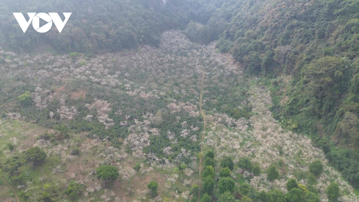 Les fleurs blanches du houx chinois affichent leur couleur blanche pure, accueillant le printemps (image 12).