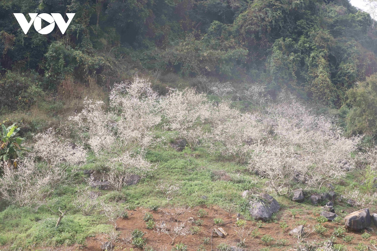 Les fleurs blanches du houx chinois affichent leur couleur blanche pure, accueillant le printemps (image 13).
