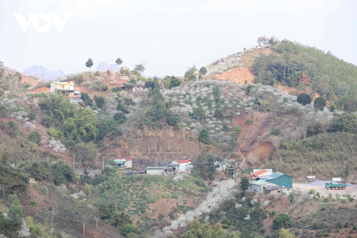 Les fleurs blanches du houx chinois affichent leur beauté immaculée, accueillant le printemps (image 2).