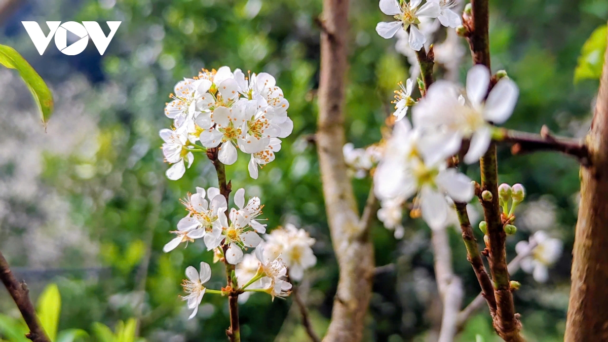 Les fleurs blanches du houx chinois affichent leur beauté immaculée, accueillant le printemps (image 4).