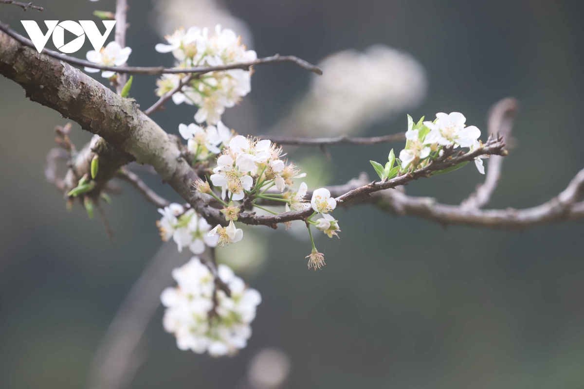 Les fleurs blanches du mandarinier affichent fièrement leurs fleurs d'un blanc pur, accueillant le printemps (image 5).