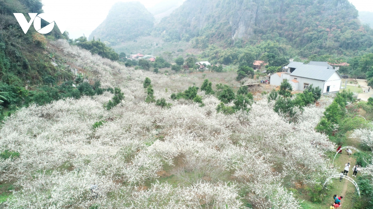 Les fleurs blanches du houx chinois affichent leur beauté immaculée, accueillant le printemps (image 6).