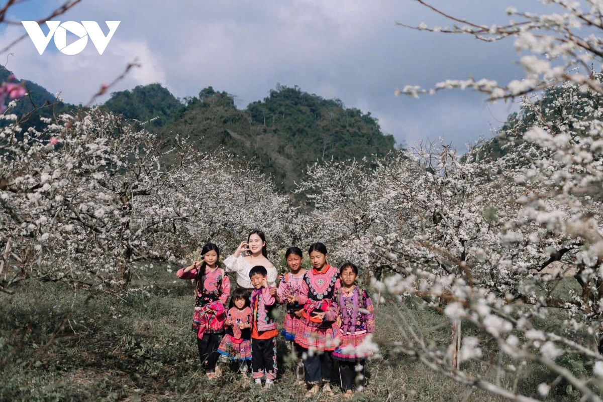 Les fleurs blanches du houx chinois affichent leur couleur blanche pure, accueillant le printemps (image 7).