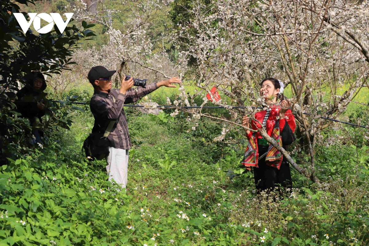 Les fleurs blanches du mandarinier affichent fièrement leurs fleurs d'un blanc pur, accueillant le printemps (image 8).