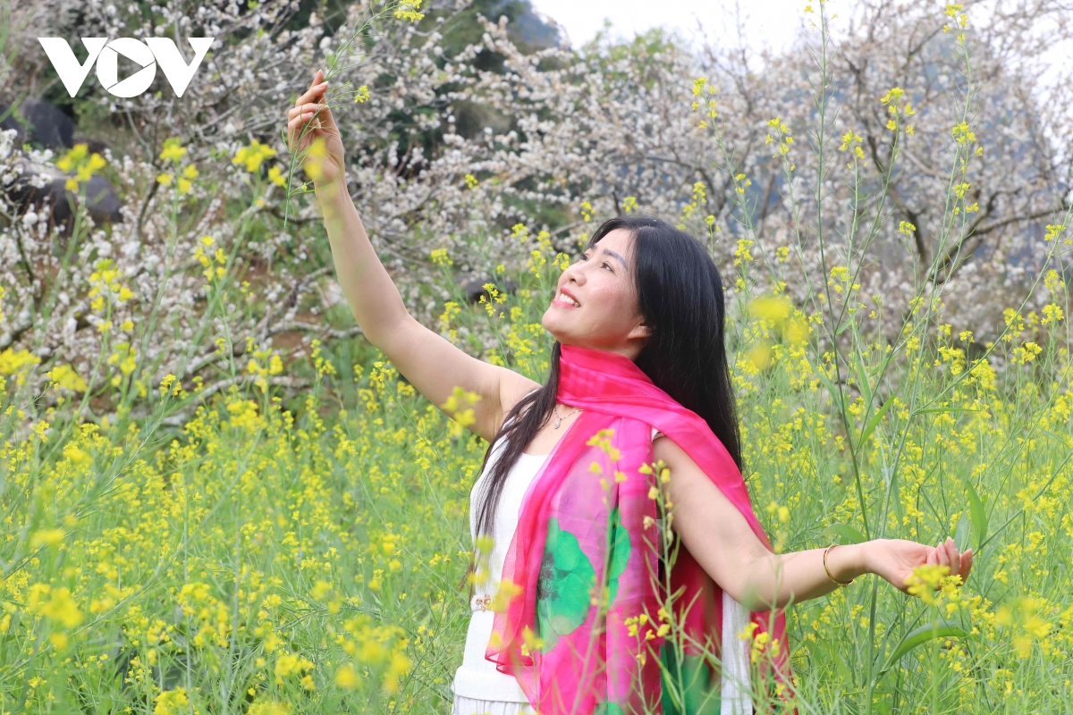 Les fleurs blanches du houx chinois affichent leur beauté immaculée, accueillant le printemps (image 9).