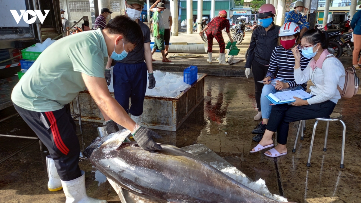 khanh hoa quyet liet xu ly tau ca vi pham, quyet tam go the vang iuu hinh anh 1