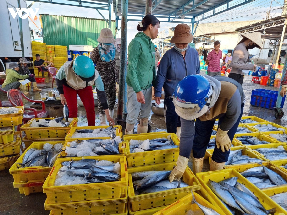 khanh hoa quyet liet xu ly tau ca vi pham, quyet tam go the vang iuu hinh anh 2
