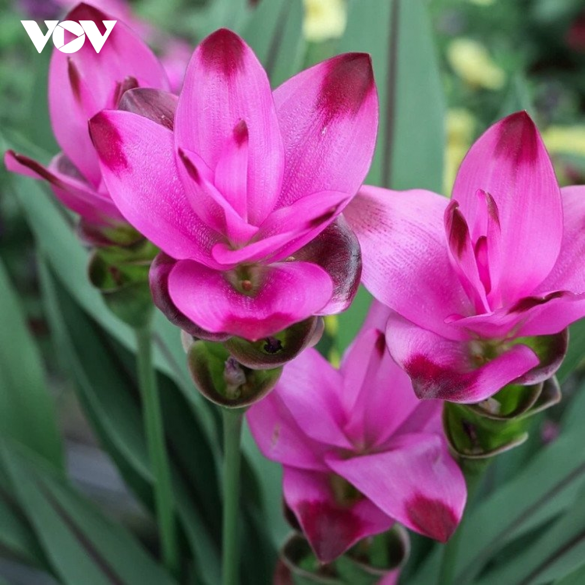 Từ phòng thí nghiệm ra chợ Tết: Hoa nghệ sen Sa Đéc "lên ngôi"