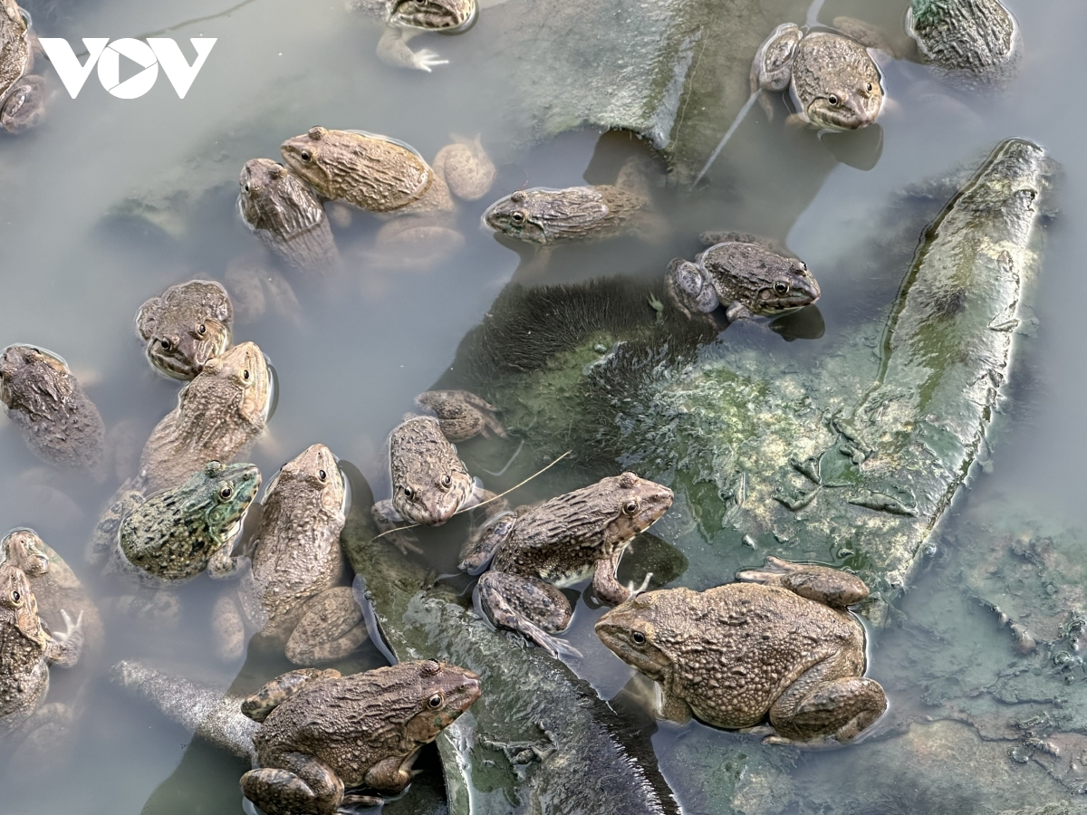 ho tro dung nhu cau va y chi thoat ngheo cua nguoi dan o hong dan, ca mau hinh anh 3