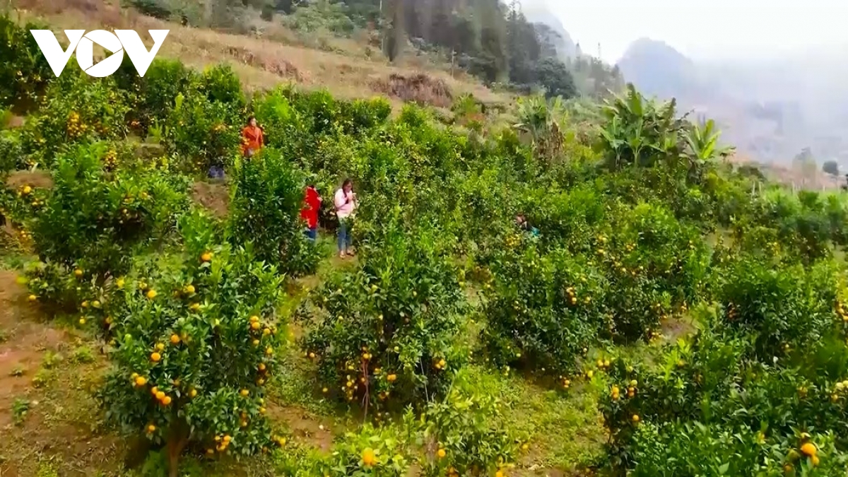nong dan lao cai len nen tang so, mo loi cho nong nghiep so vung cao hinh anh 2