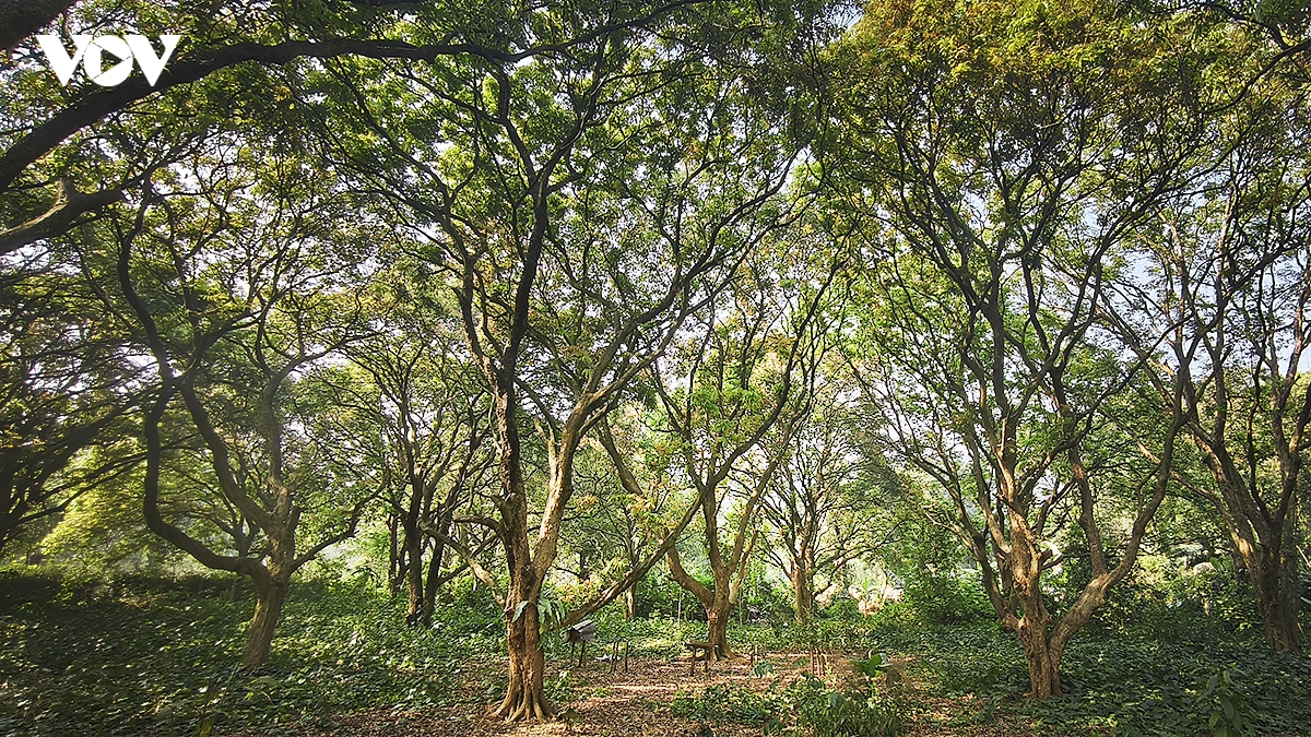 Dong tuyet son, cung duong trekking son thuy huu tinh tai chua huong hinh anh 19