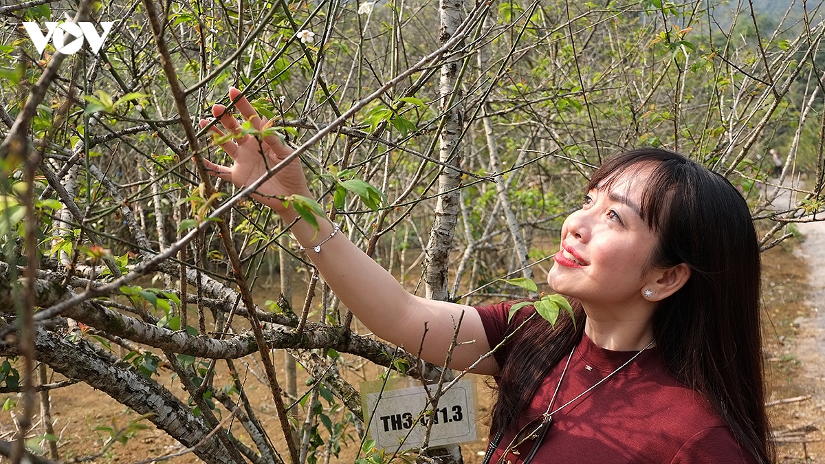 Dong tuyet son, cung duong trekking son thuy huu tinh tai chua huong hinh anh 15
