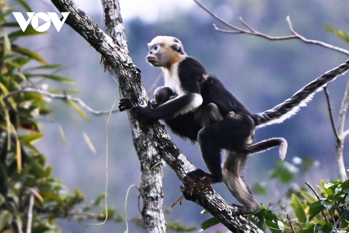 Hình ảnh loài voọc mũi hếch quý hiếm nhất thế giới tại Tuyên Quang