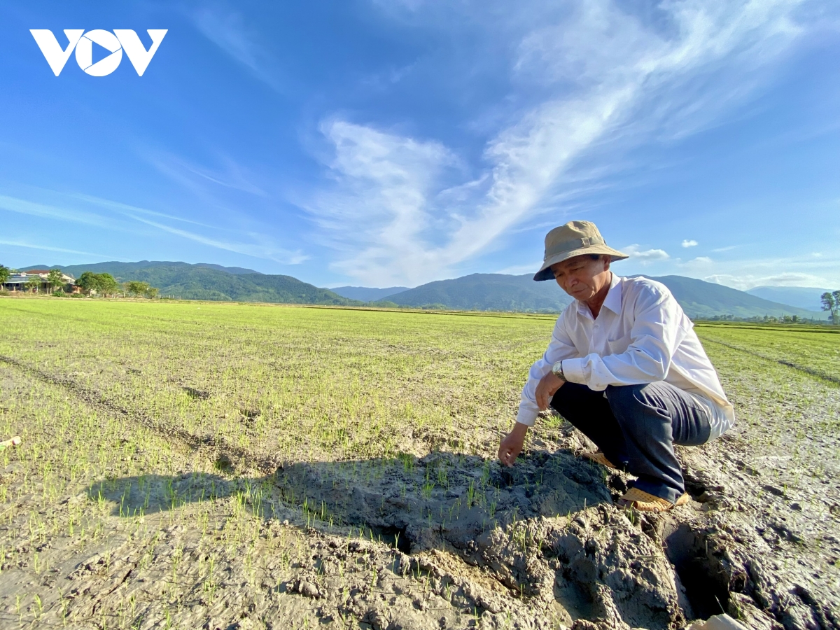 vung lu hoa thinh hoi sinh - niem tin, niem vui huong ve Dai hoi xiv cua Dang hinh anh 5