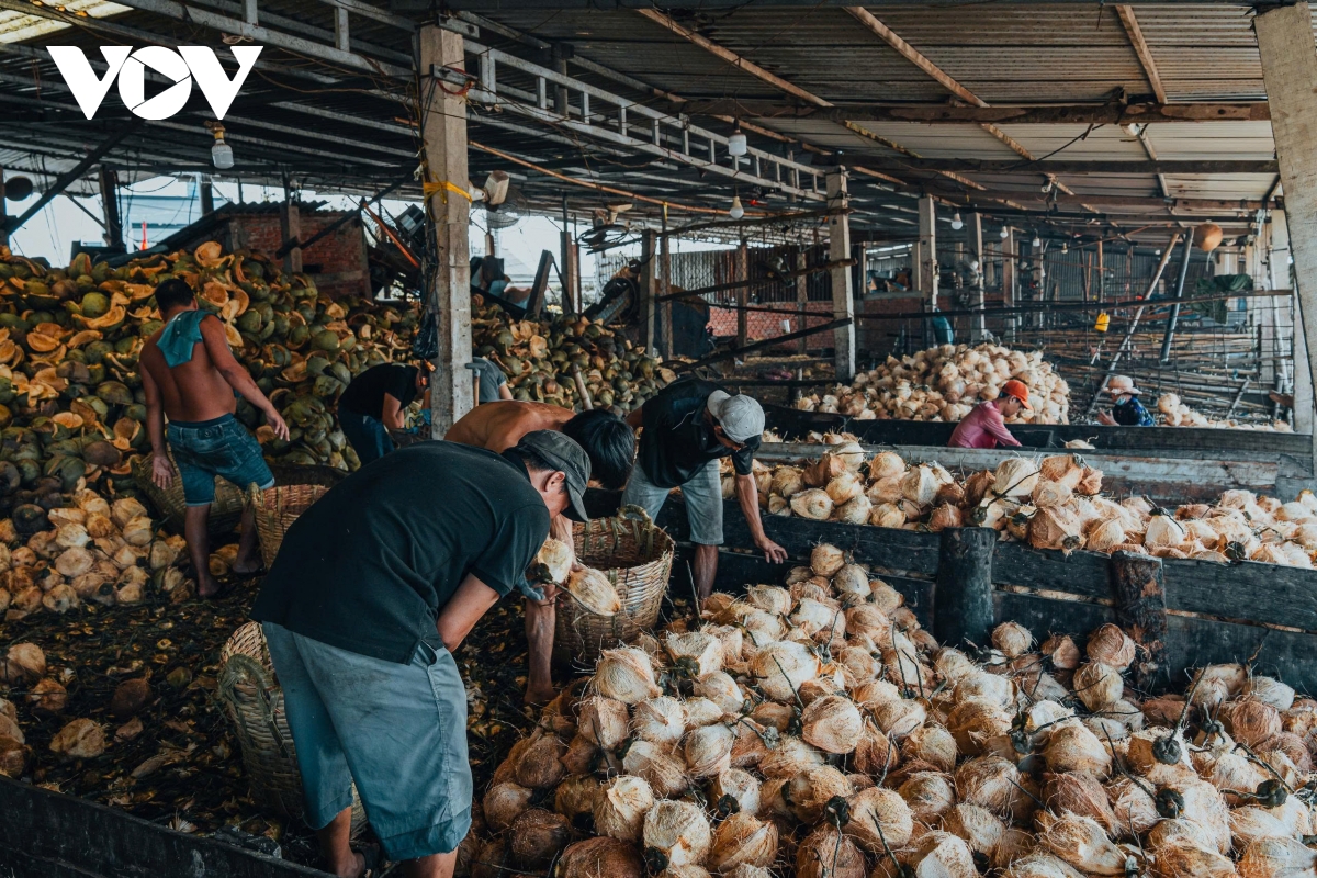 can canh lang nghe chi xo dua an thanh ben dong song thom hinh anh 3