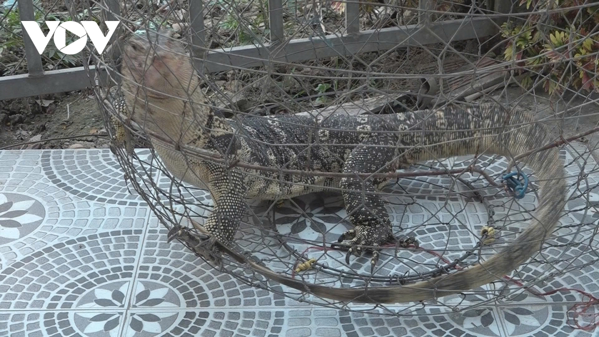 Người dân ở Đồng Tháp giao nộp cá thể kỳ đà hoa cho chính quyền