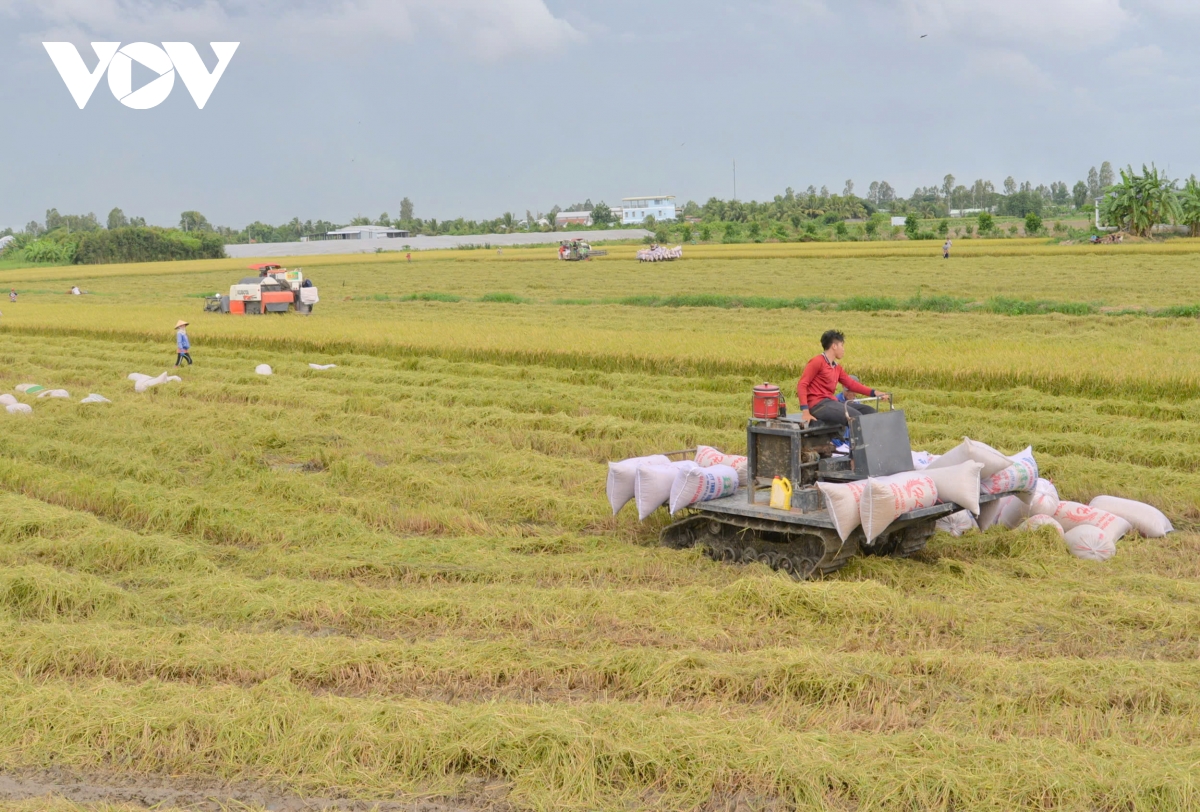 chinh sach, nghi quyet cua Dang dan dat san xuat nong nghiep Dbscl tao dot pha hinh anh 4