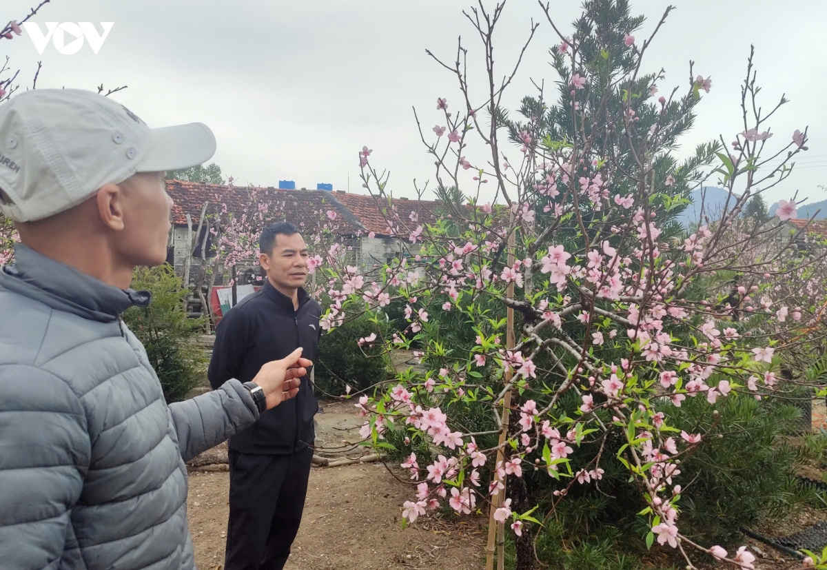 xuan moi o dac khu van Don, quang ninh hinh anh 4