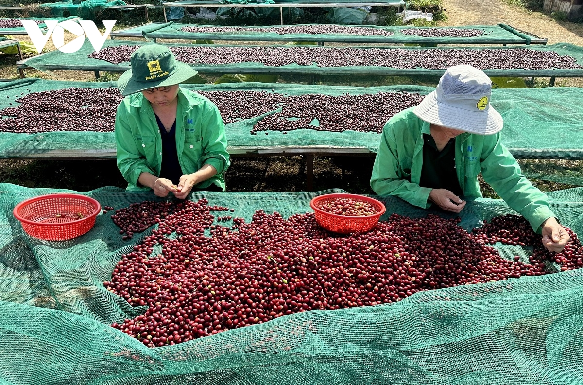 Doanh nghiệp nông sản Đắk Lắk tăng tốc xuất khẩu ngay từ đầu năm