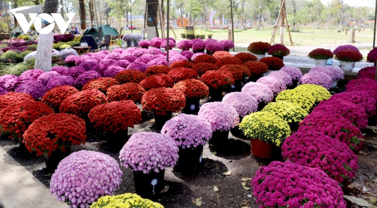 Rộn ràng sắc xuân chợ hoa xuân Bính Ngọ giữa lòng Buôn Ma Thuột