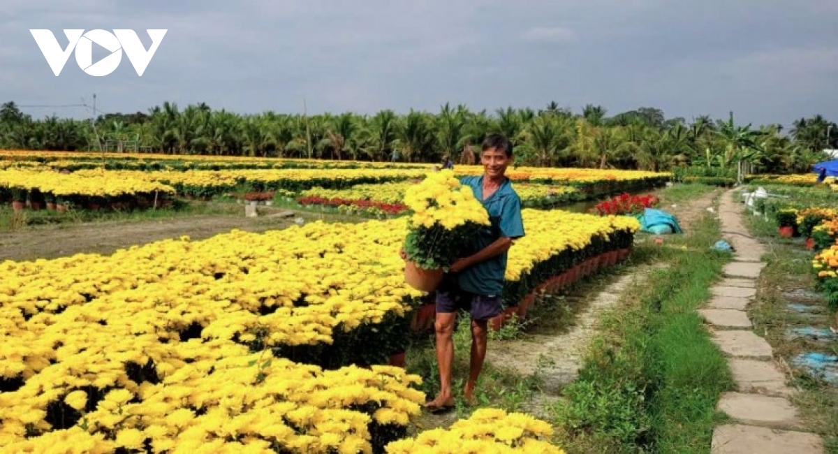 Tet ornamental flower market in Dong Thap sees slow sales, falling prices