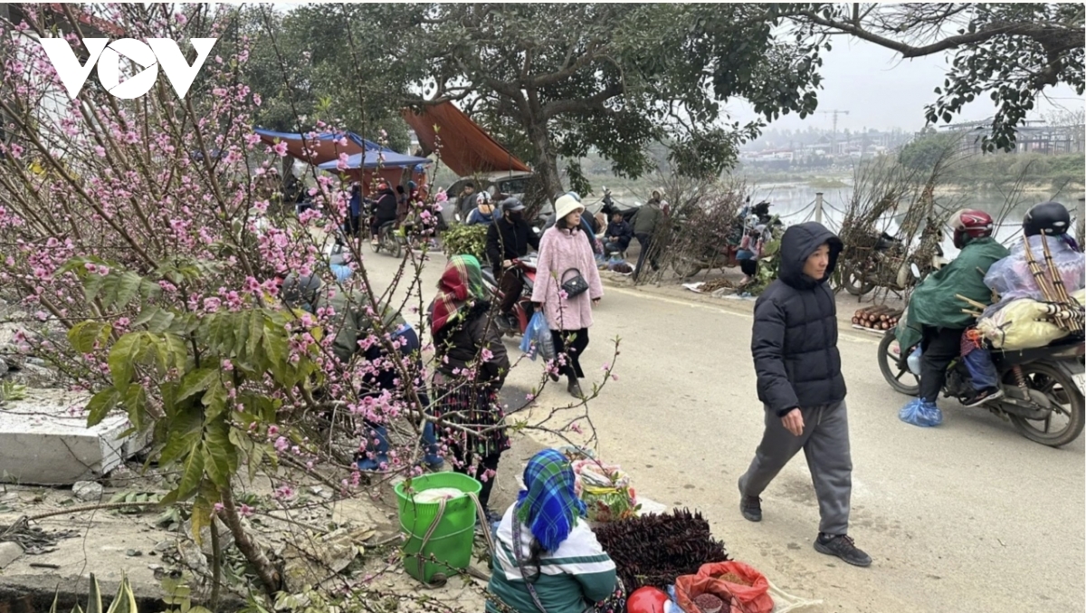 bac ha market comes alive ahead of tet with wild peaches and white plums picture 3