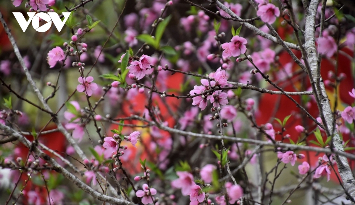 bac ha market comes alive ahead of tet with wild peaches and white plums picture 4