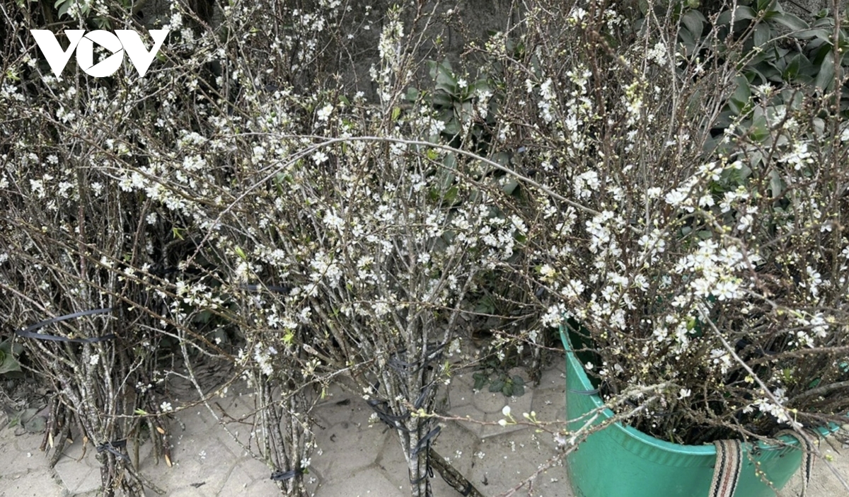 bac ha market comes alive ahead of tet with wild peaches and white plums picture 5