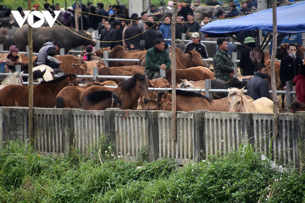 Chợ ngựa vùng cao Bắc Hà