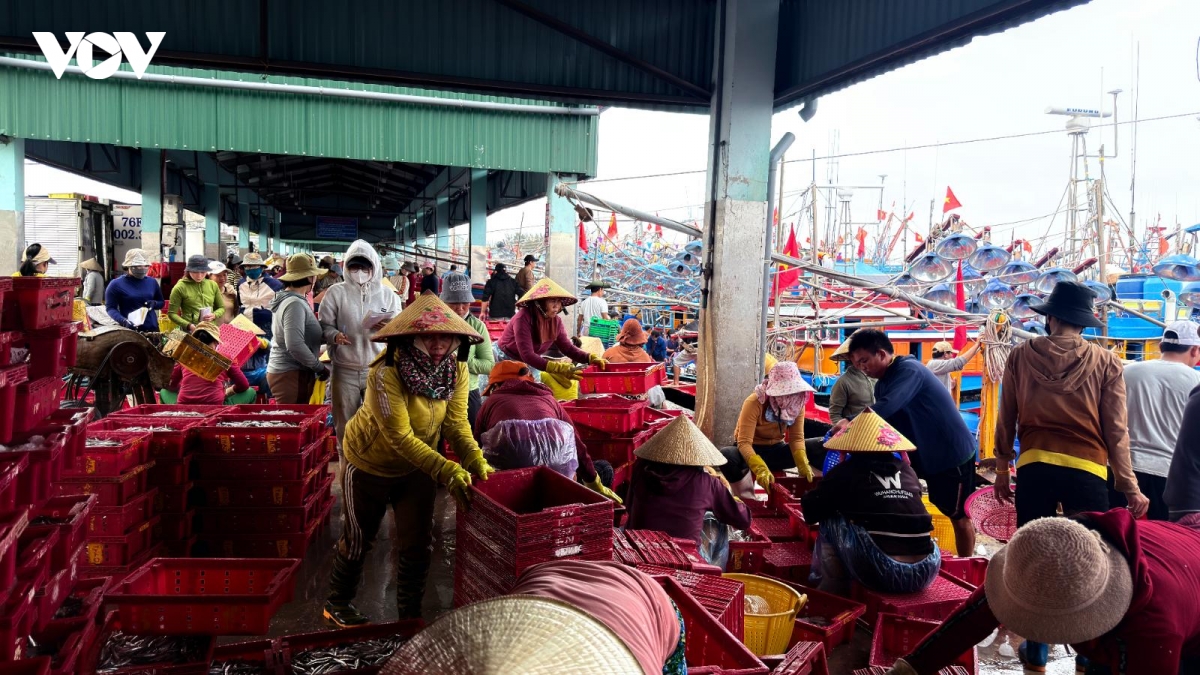 nhon nhip mua loc bien ca com dau xuan o quang ngai hinh anh 11