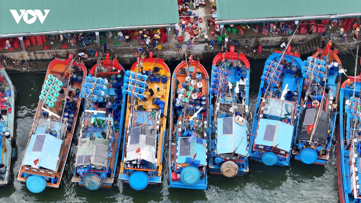 nhon nhip mua loc bien ca com dau xuan o quang ngai hinh anh 2