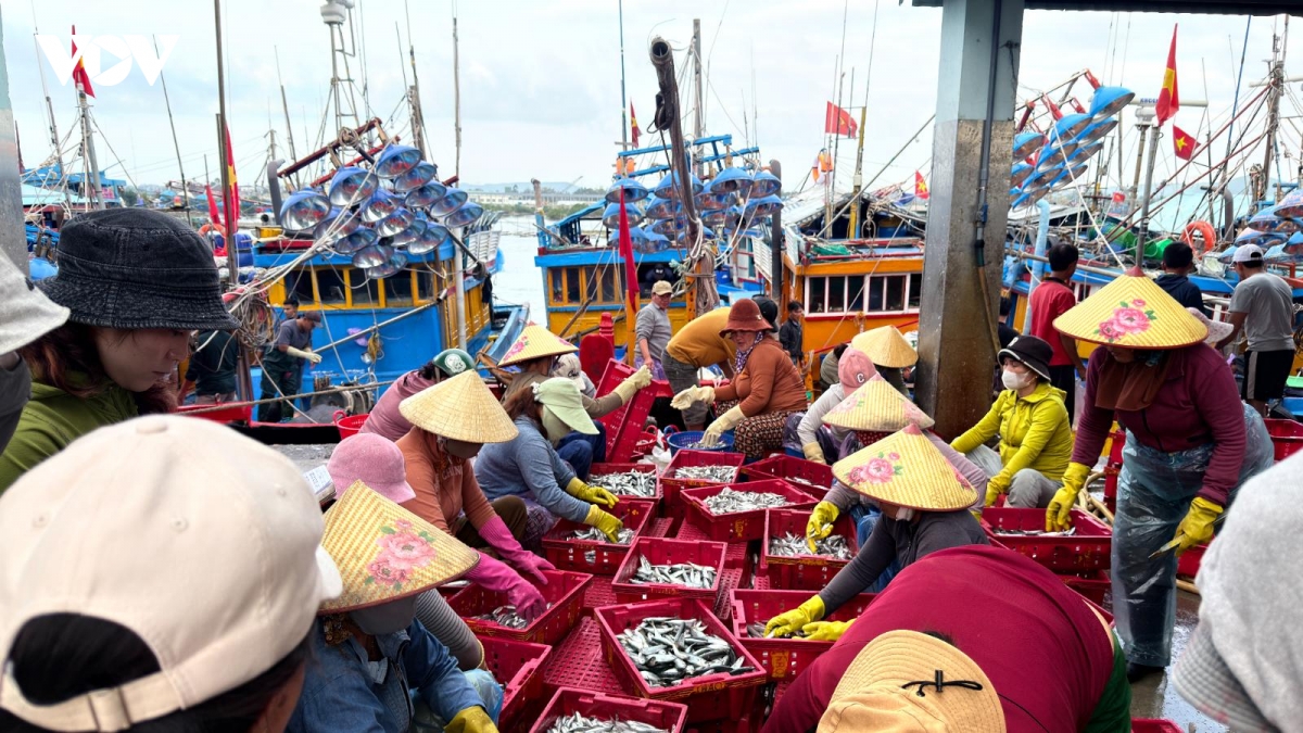 nhon nhip mua loc bien ca com dau xuan o quang ngai hinh anh 5