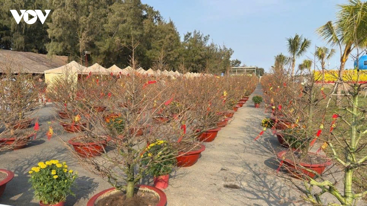 ron rang le hoi chao xuan o vinhomes green paradise can gio hinh anh 7