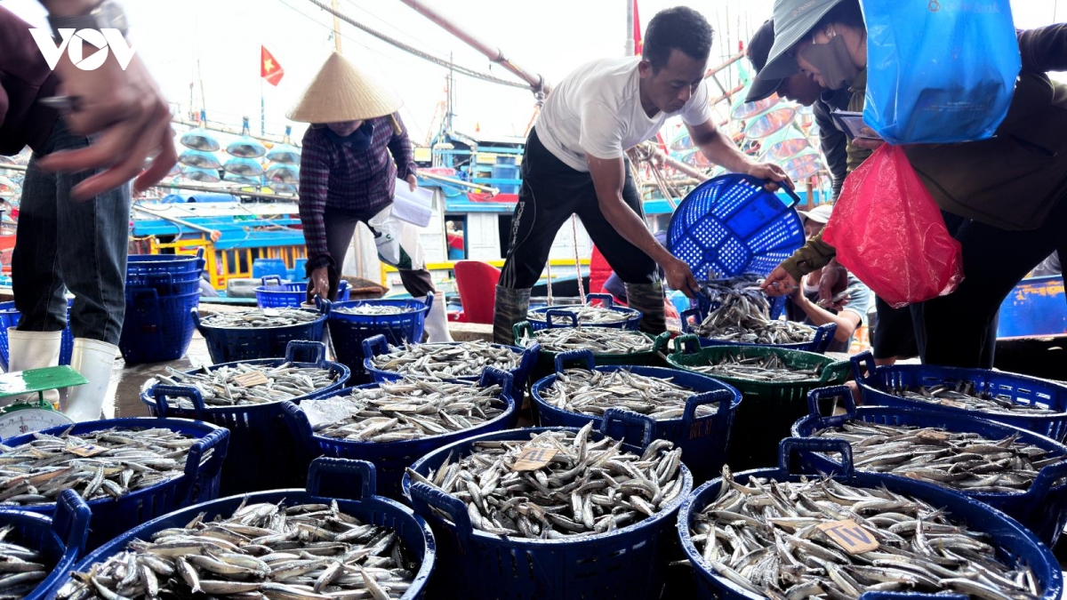 nhon nhip mua loc bien ca com dau xuan o quang ngai hinh anh 9