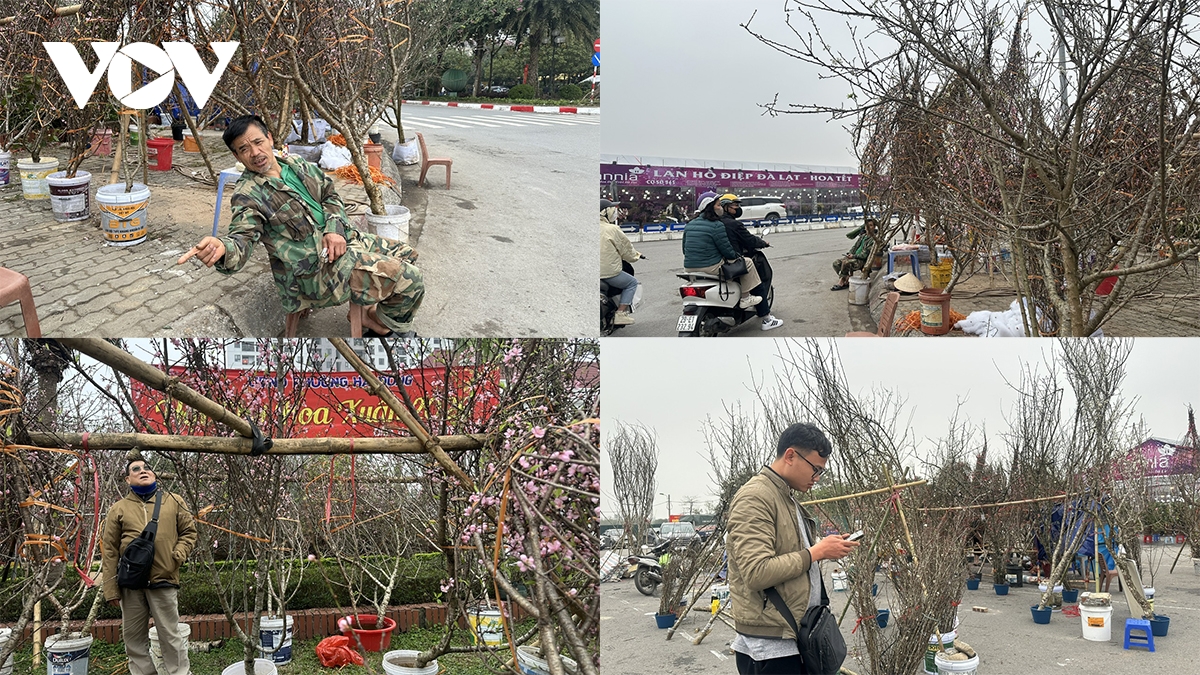 Chợ hoa Tết truyền thống đìu hiu, người bán thấp thỏm vì đào nở sớm