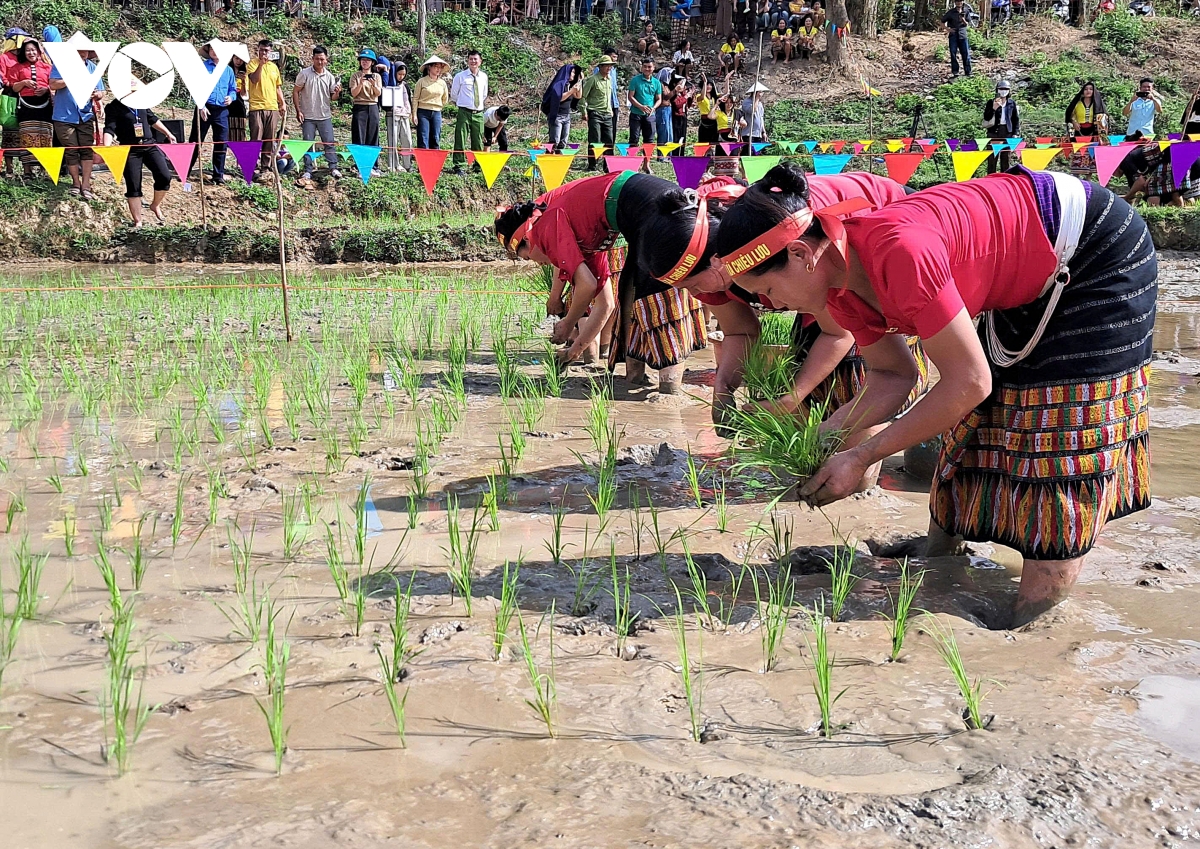 Nông dân vùng cao Nghệ An thi cấy lúa