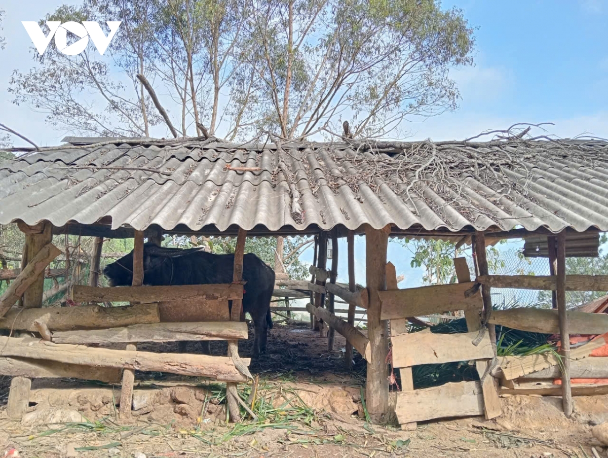 Rét đậm kèm mưa, người dân Sơn La chủ động đưa đàn gia súc về nuôi nhốt