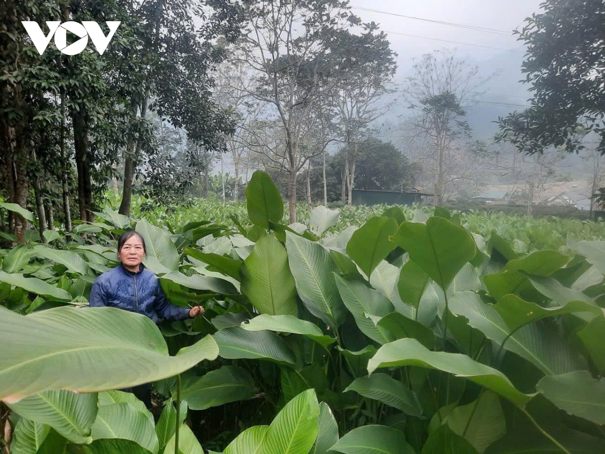 Mùa hái “lộc rừng” ở vùng cao Thái Nguyên