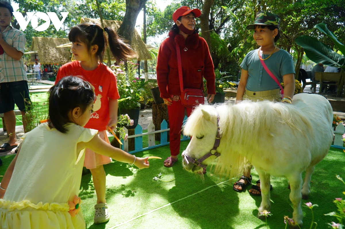 Tết Bính Ngọ du khách “say đắm” các chú ngựa lùn tại trại rắn Đồng Tâm