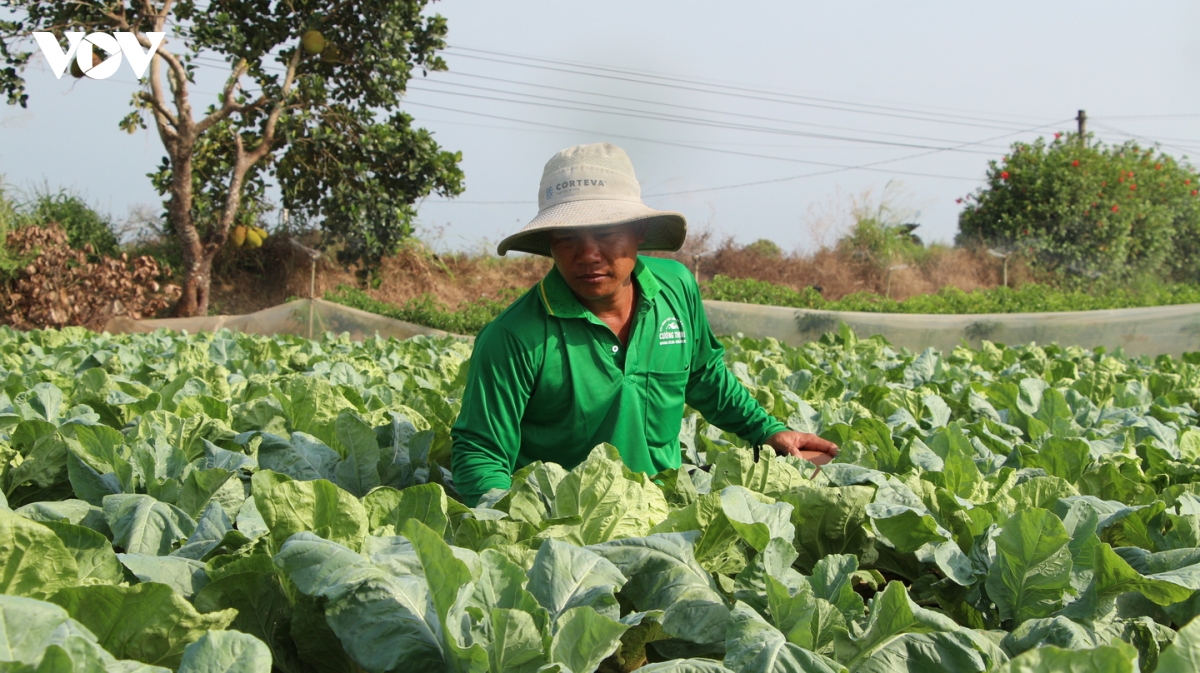 vung dong bao khmer don nam moi hinh anh 3
