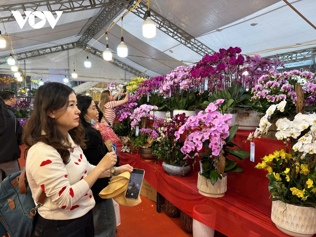 Hội chợ hoa Hàng Lược “gõ cửa mùa xuân” Thủ đô