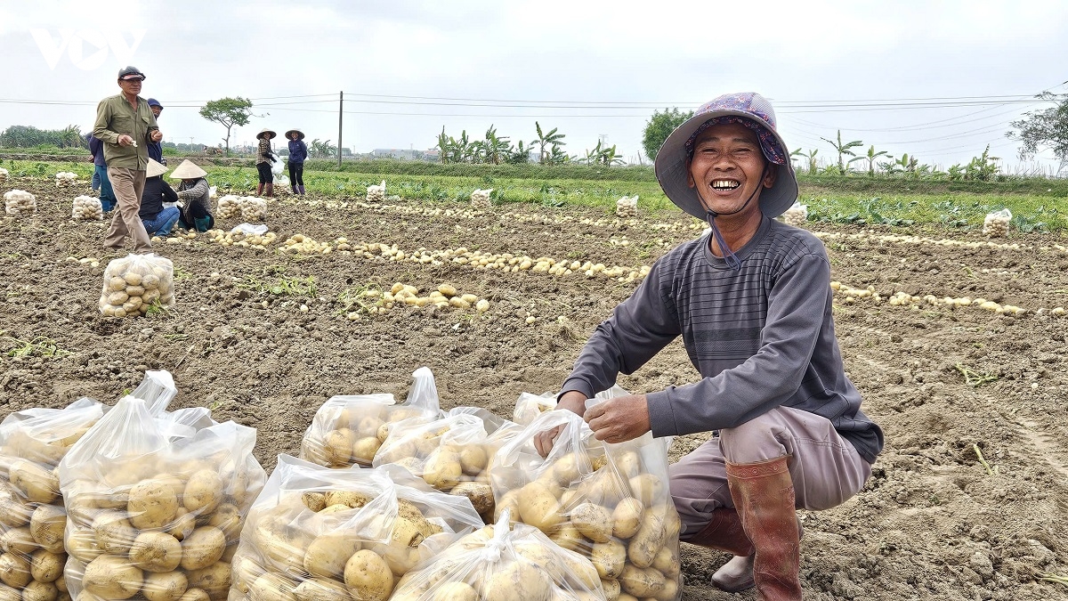 khoai tay vua do da het , nong dan ninh binh phan khoi hinh anh 2