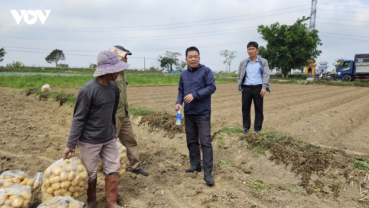 khoai tay vua do da het , nong dan ninh binh phan khoi hinh anh 4