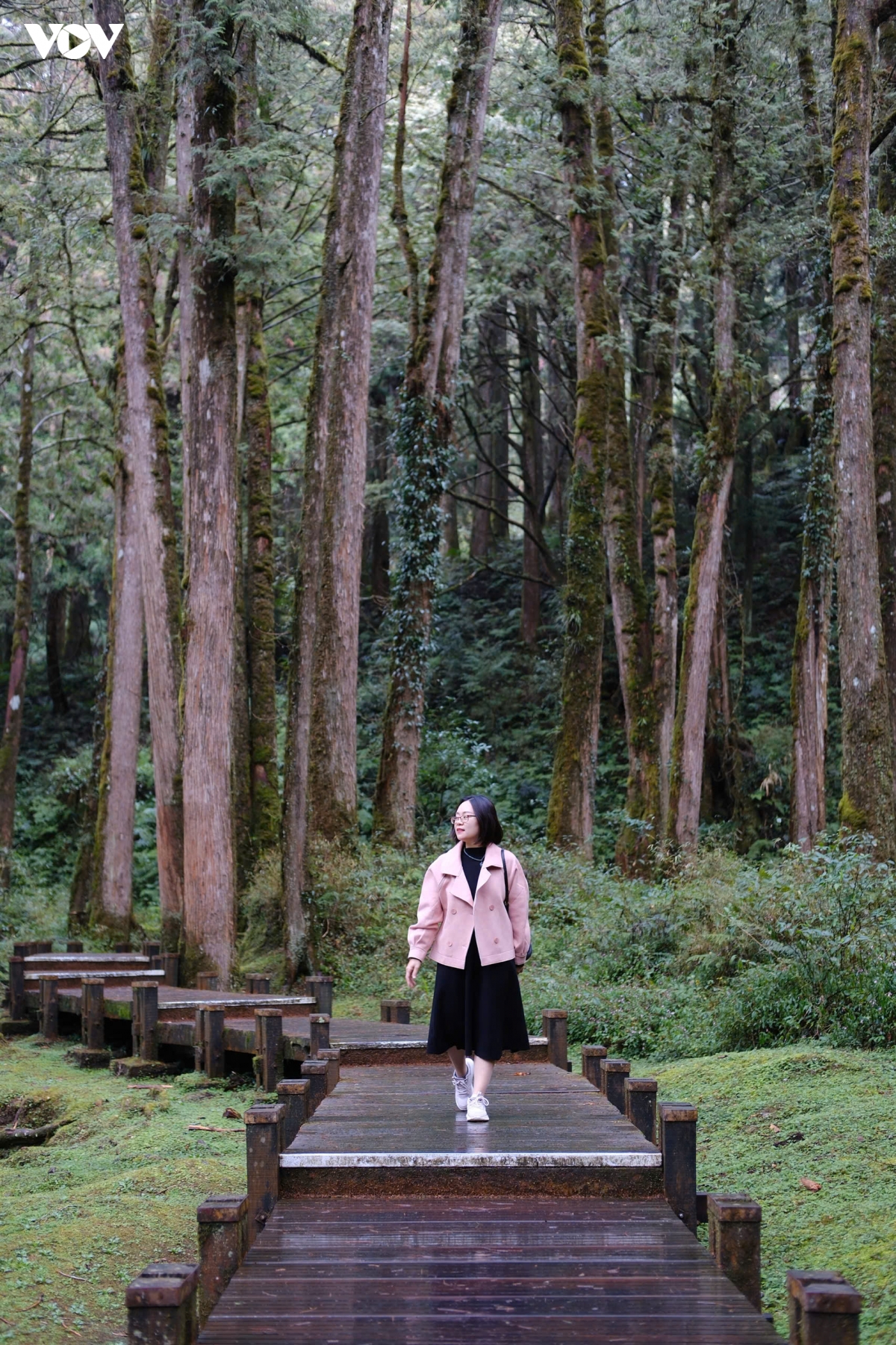 du xuan alishan - lac giua bien may va rung co thu cua Dai loan hinh anh 11
