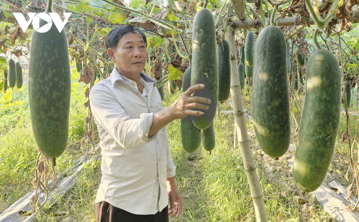 bi dao xanh rot gia, nong dan vung ven Da nang gap kho khan hinh anh 1