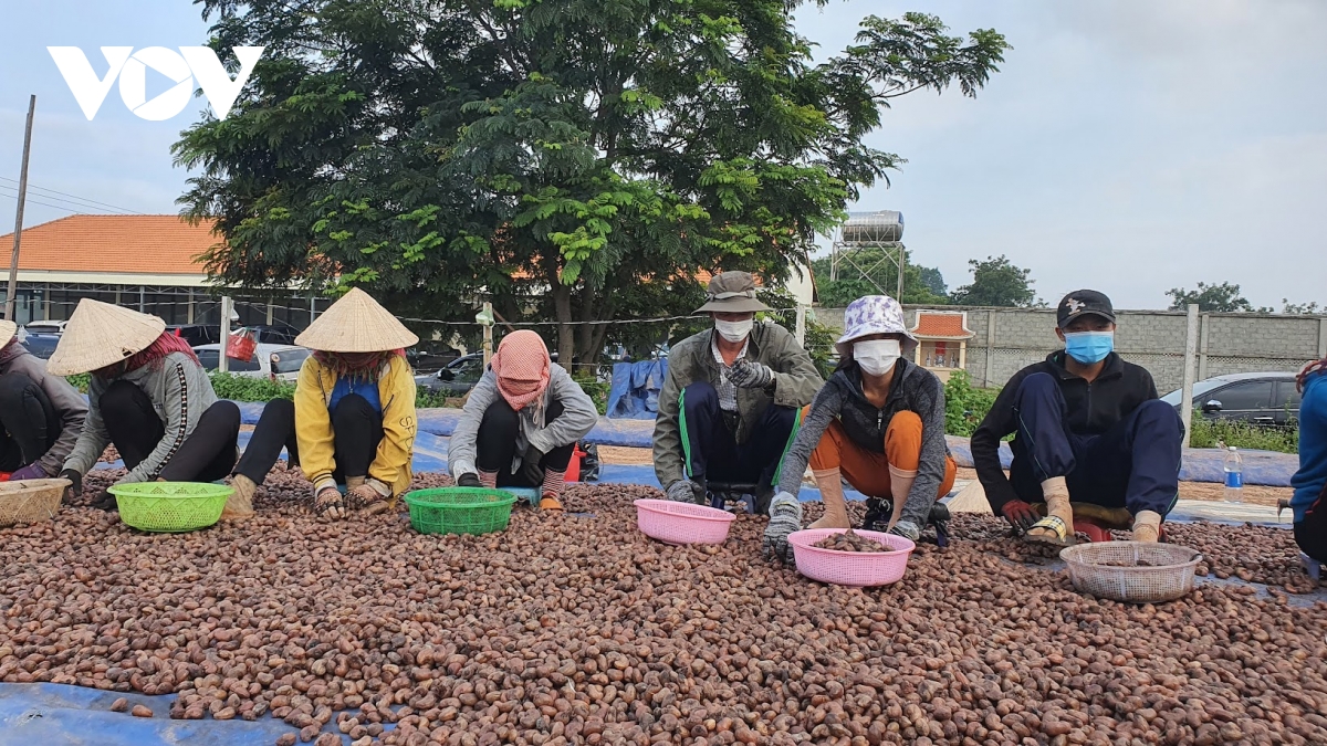 Doanh nghiệp điều mắc kẹt giữa giá thô leo thang, đầu ra ách tắc